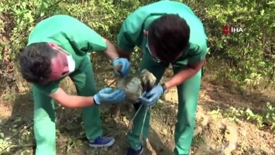 yavru leylek -  Yangından kurtarılan yavru leylek yaşama tutundu Videosu
