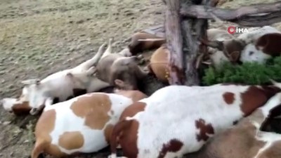 hayvancilik -  Yıldırım ağaca isabet etti: 9 inek telef oldu Videosu