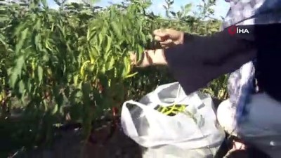 gorece -  Şehrin ortasındaki sebze bahçesi ilgi odağı oldu, poşetini alan sebze topladı Videosu