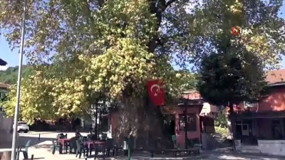 cinar agaci -  Bin 231 yıllık anıt çınar, bunaltıcı havalarda köylünün kliması oldu Videosu