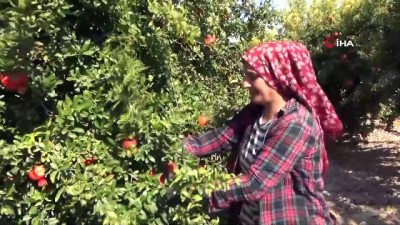 yurt disi -  Yılın ilk Hicaz Narı hasadı Silifke’de yapıldı Videosu