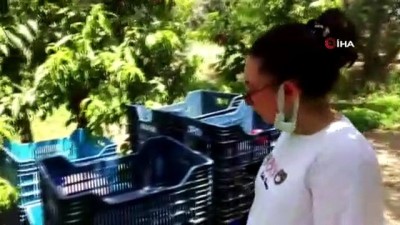 asad -  Bursa’da tarladan topladığı nektarinlerin parasını ağaçların arasına bıraktı Videosu
