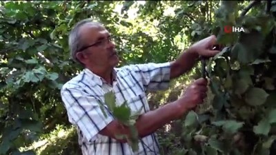 asad -  Fındık üreticisi hasat öncesi fiyat açıklanmasını bekliyor Videosu
