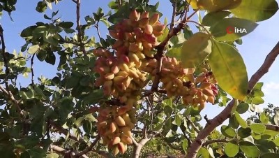 fabrika -  Şanlıurfa’da boz fıstık hasadı başladı Videosu