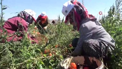 asad -  Dünya sofralarına lezzet katacak kurutmalık domatesin hasadı başladı Videosu