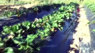 guvenlik gorevlisi -  Köyüne dönerek organik çilek yetiştirmeye başladı, şimdi taleplere yetişemiyor Videosu