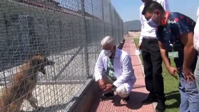 evcil hayvan -  TVHB Başkanı Eroğlu: “Veteriner hekimlerimiz canla başla çalışıyor” Videosu