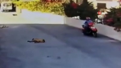 guvenlik kamerasi -  Aracıyla yolda yatan köpeğin üzerinden geçti, hiçbir şey olmamış gibi devam etti...O anlar kamerada Videosu