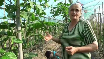 carkifelek -  Hayvan yemi ektikleri tarlayı tropikal meyve üretim merkezine çevirdiler Videosu