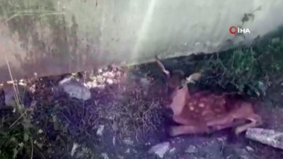 su -  Susuzluktan ölmek üzere olan geyik yavrusu hayata döndürüldü Videosu