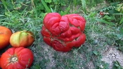 gubre -  1 kilo 372 gram ağırlığındaki “Maniye” domatesi görenleri şaşırtıyor Videosu