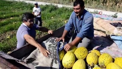 market -  Kırkağaç kavununda hasat dönemi başladı Videosu