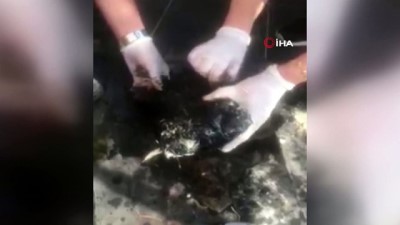 su -  Zifte bulanmış halde bulunan kaplumbağa, temizlenerek tekrar doğaya bırakıldı Videosu