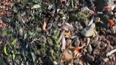 hukumet -  - İspanya kıyılarında tonlarca balık öldü Videosu