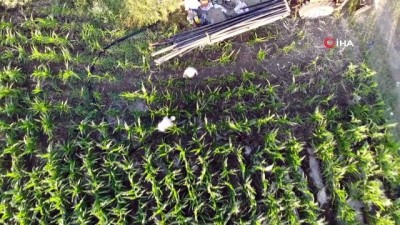 hava sicakliklari -  Kuraklık ayçiçeğini vurdu Videosu