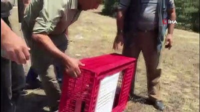 avcilar -  Kütahya Simav’da bin kınalı keklik doğa ile buluştu Videosu