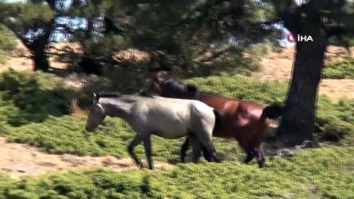  Su kaynakları yaban hayatı için de verimli kullanılacak