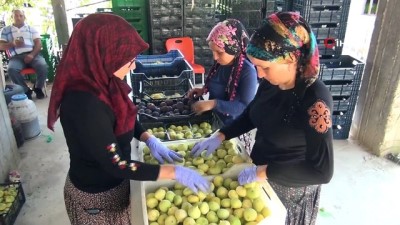 urus -  Silifke’de yaş incir 10 lira, kuru incir ise 50 liradan satılıyor Videosu