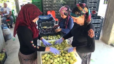 calisan kadin -  Silifke’de yaş incir 10 lira, kuru incir ise 50 liradan satılıyor Videosu