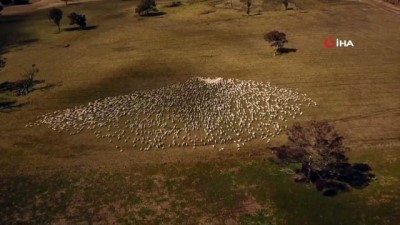 kapanma -  - Avustralyalı çiftçi, Covid-19 tedbirleri nedeniyle cenazesine katılamadığı teyzesine koyunlarıyla veda etti Videosu