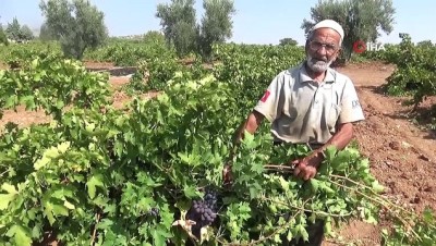 iran -  Kilis'te siyah mesai: 'Horoz karası' kurutulmaya bırakıldı Videosu