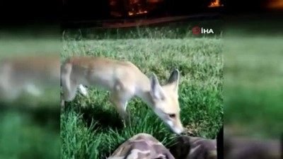 hayvan -  Parka gelen tilkiyi her gece elleriyle besliyor Videosu