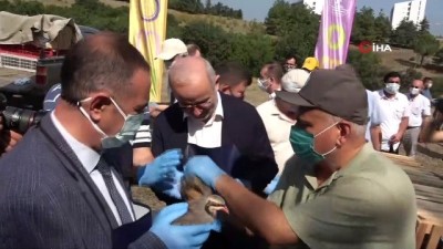  OMÜ’de kampüse 500 keklik ve sülün salındı