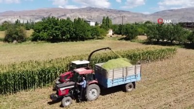 hayvan -  Silajlık mısır hasadı başladı Videosu