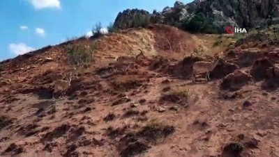 cekim -  Yola inen dağkeçilerini gören vatandaşın gülümseten anları cep telefonu kamerasına yansıdı Videosu