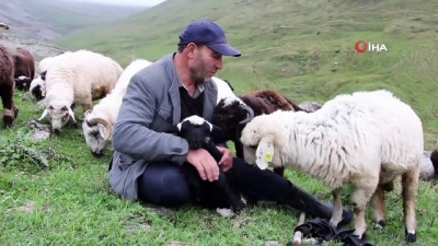 hayvancilik -  Karadeniz'in son sürü sahipleri Videosu