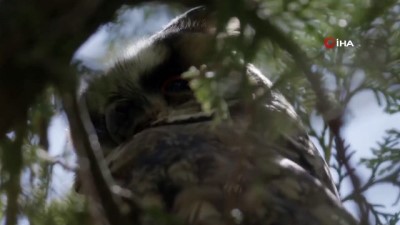  Kulaklı Orman Baykuşu doğal ortamında görüntülendi