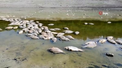 olu balik -  Göletteki sular çekildi yüzlerce balık telef oldu Videosu