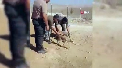 irak -  Tarım işçisinin çadırda beslediği yavru ceylanlara el konuldu Videosu