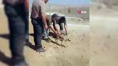 tarim iscisi -  Tarım işçisinin çadırda beslediği yavru ceylanlara el konuldu Videosu