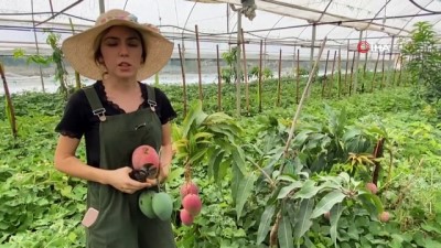  Üniversiteli Burçin mezun olup çiftçiliğe başladı, ilçedeki ilk mango hasadını yaptı