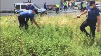 hint keneviri -  Boş araziye ekilen binlerce kök hint keneviri polisin dikkatinden kaçmadı Videosu
