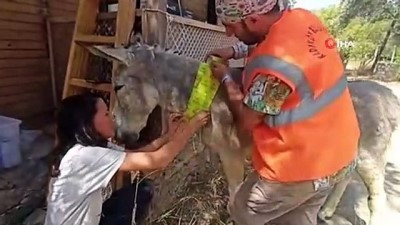 orman yanginlari -  Kadıköy, yangından etkilenen tüm canlılar için seferber oldu Videosu