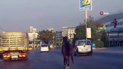  Bursa’da başıboş at ana yolda trafiği altüst etti