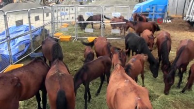 is makinesi -  Hopa’da ölüme terk edilen atlar korumaya alındı, sahibine 84 bin 500 lira para cezası kesildi Videosu