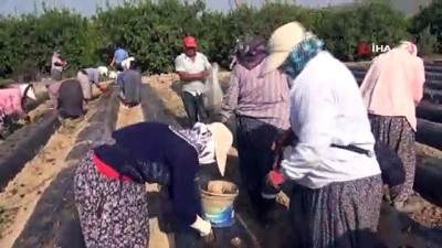  Silifke’de çilek fideleri toprakla buluşuyor