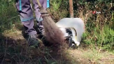 devam eden orman yanginlari -  Ataşehir’de Kayışdağı Ormanı’nda temizlik çalışmaları sıklaştırıldı Videosu