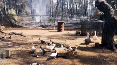 itfaiye eri -  - Atina’daki yangın kontrol altına alındı: 12 bin 500 dönüm alan küle döndü Videosu