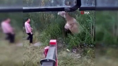 hayvan -  Kuyuya düşen inek vinç yardımıyla kurtarıldı Videosu