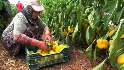 sivri biber -  Paprika biberi kilosu 13 liradan hasat edildi Videosu