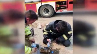  Yangının ortasında kalan kaplumbağayı kurtardılar