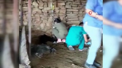 kamu kurum ve kuruluslari -  6 gün alevlerin arasında mahsur kalan keçi kurtarıldıktan sonra litrelerce suyu kana kana içti Videosu