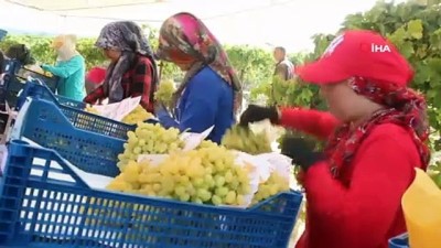 soguk hava deposu -  Dünyaca ünlü 'sultani üzüm' hasadı başladı Videosu