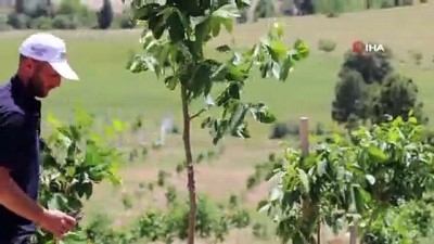 is dunyasi -  İstanbul’u terk eden işadamı, köyüne dönerek bin 300 dönümlük araziye 28 bin ceviz ağacı dikti Videosu