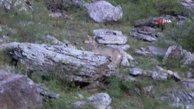  Kars-Göle yoluna kurtlar indi