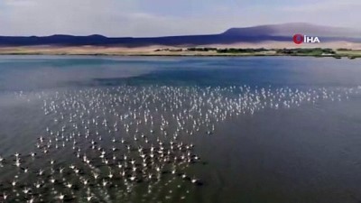  Van Gölü Havzası’nın narin kuşları flamingolar görsel şölen sunuyor